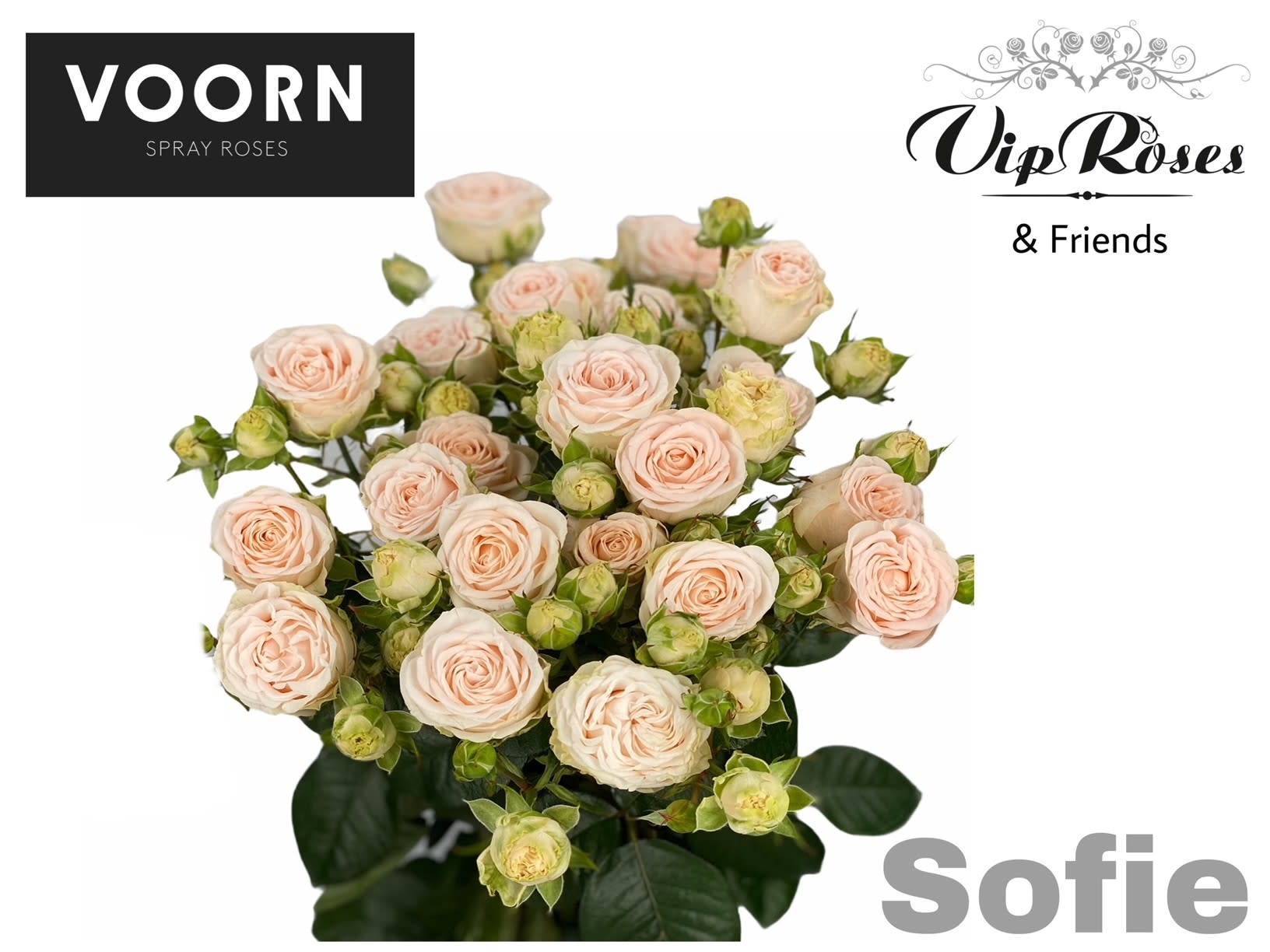 Срезанные цветы оптом Rosa spray sofie от 30шт из Голландии с доставкой по России