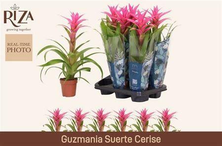 Горшечные цветы и растения оптом Guzmania Suerte Cerise от 6шт из Голландии с доставкой по России
