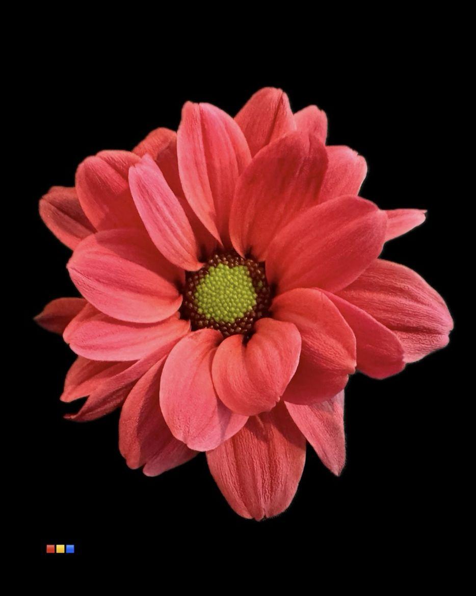 Срезанные цветы оптом Chrys sp paint chic bordeaux от 40шт из Голландии с доставкой по России