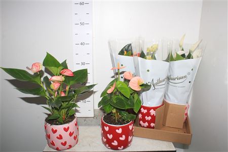 Горшечные цветы и растения оптом Anthu An Gem 5 Kl 4+ In Deco Ceramic от 5шт из Голландии с доставкой по России