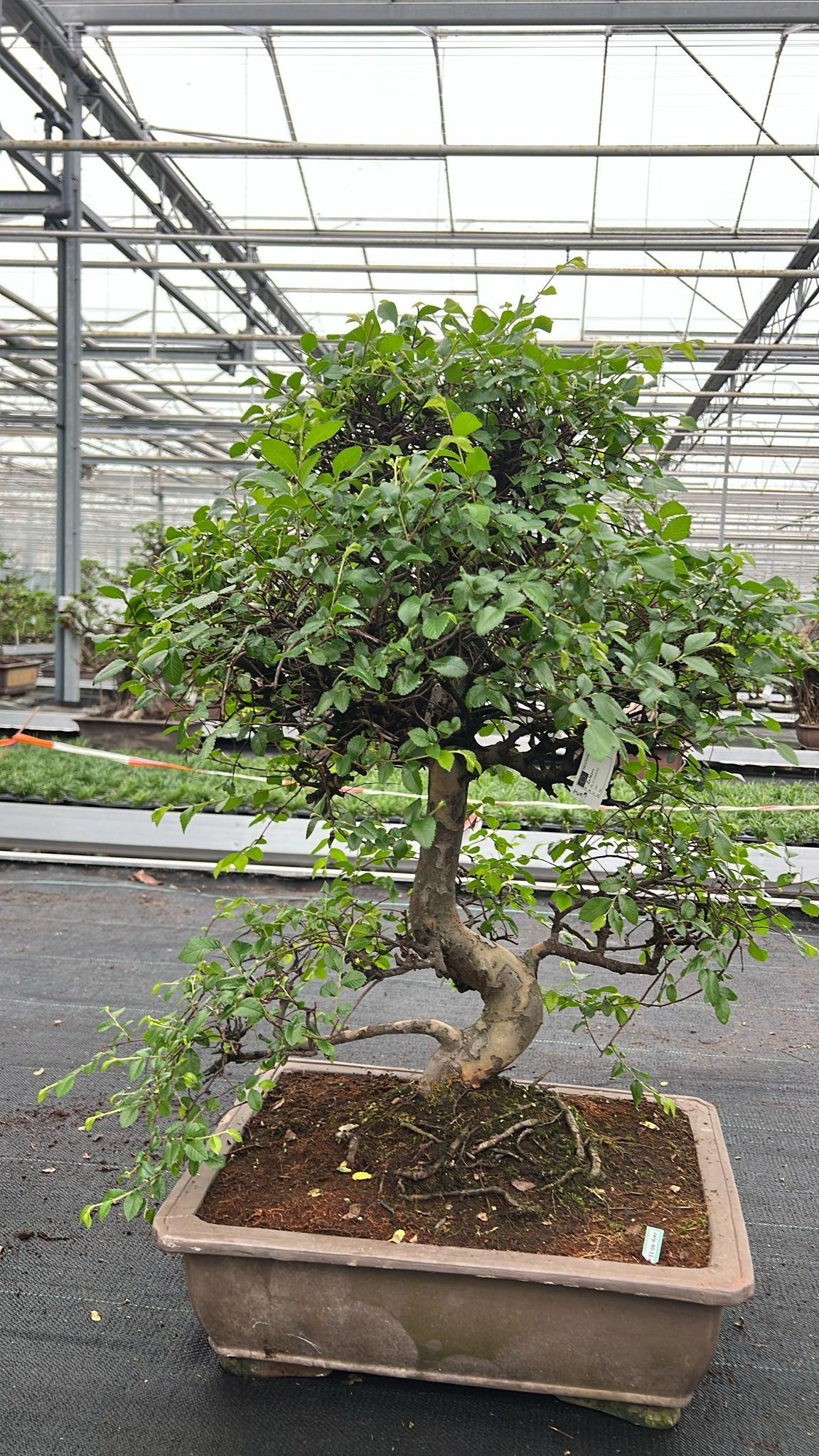 Горшечные цветы и растения оптом Zelkova Parvifolia, от 1шт из Голландии с доставкой по России