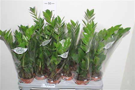 Горшечные цветы и растения оптом Zamio Zamiifolia 3+ от 12шт из Голландии с доставкой по России