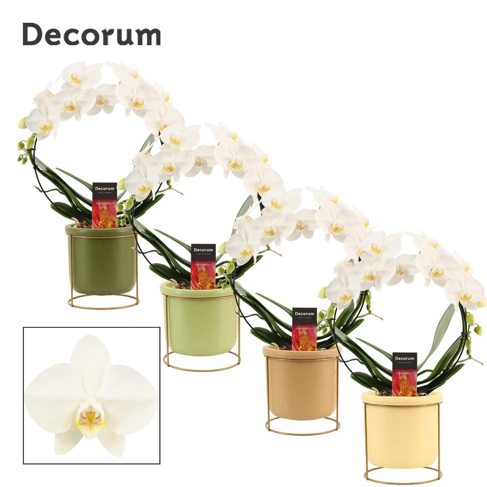 Горшечные цветы и растения оптом Phal Ov Wit от 4шт' из Голландии с доставкой по России