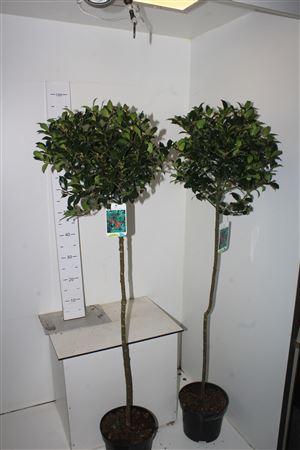 Горшечные цветы и растения оптом Ilex Mes Blue Maid *** 140cm Op Stam *** от 1шт из Голландии с доставкой по России