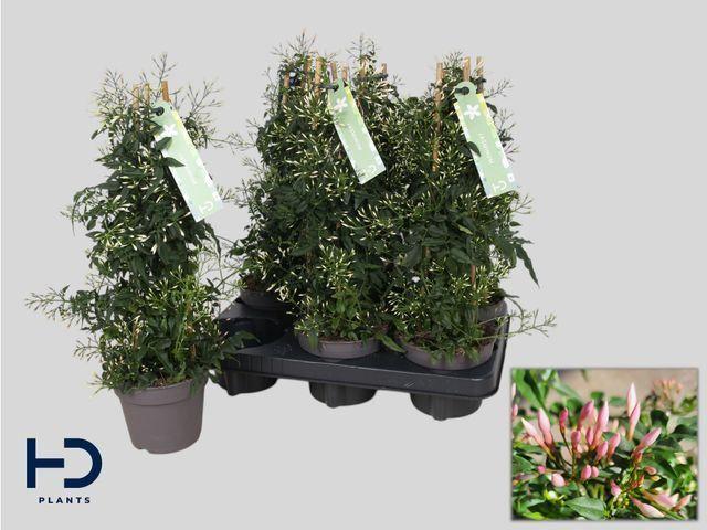 Горшечные цветы и растения оптом Jasminum Polyanthum от 10шт из Голландии с доставкой по России