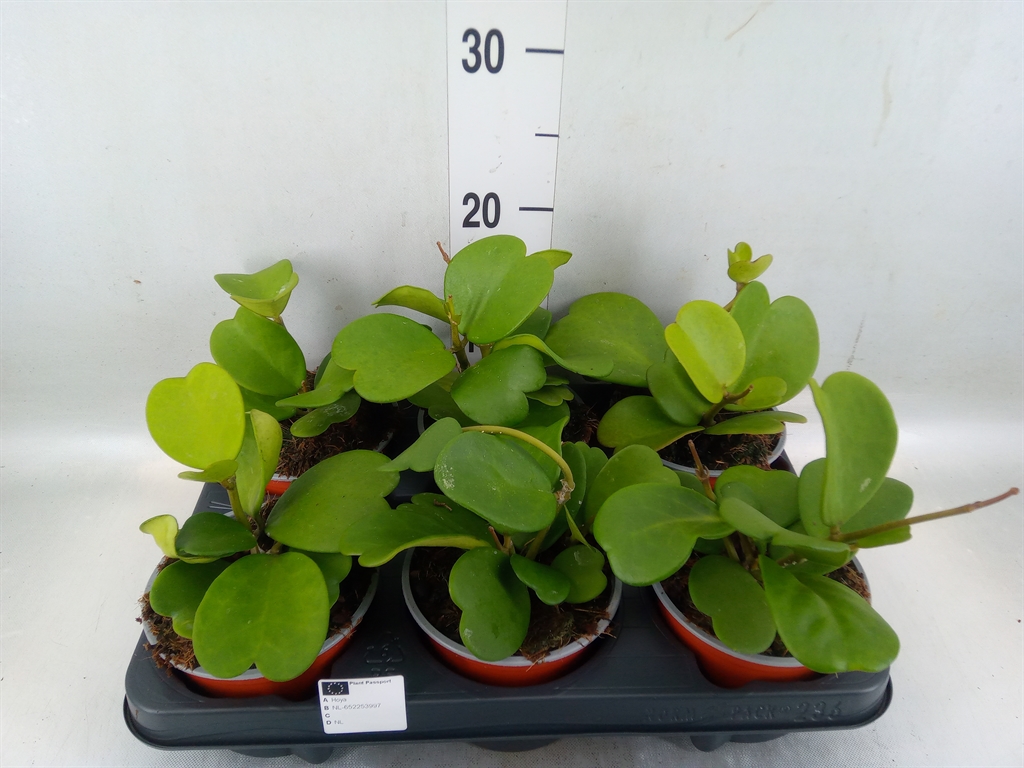 Горшечные цветы и растения оптом Hoya Kerrii от 6шт из Голландии с доставкой по России