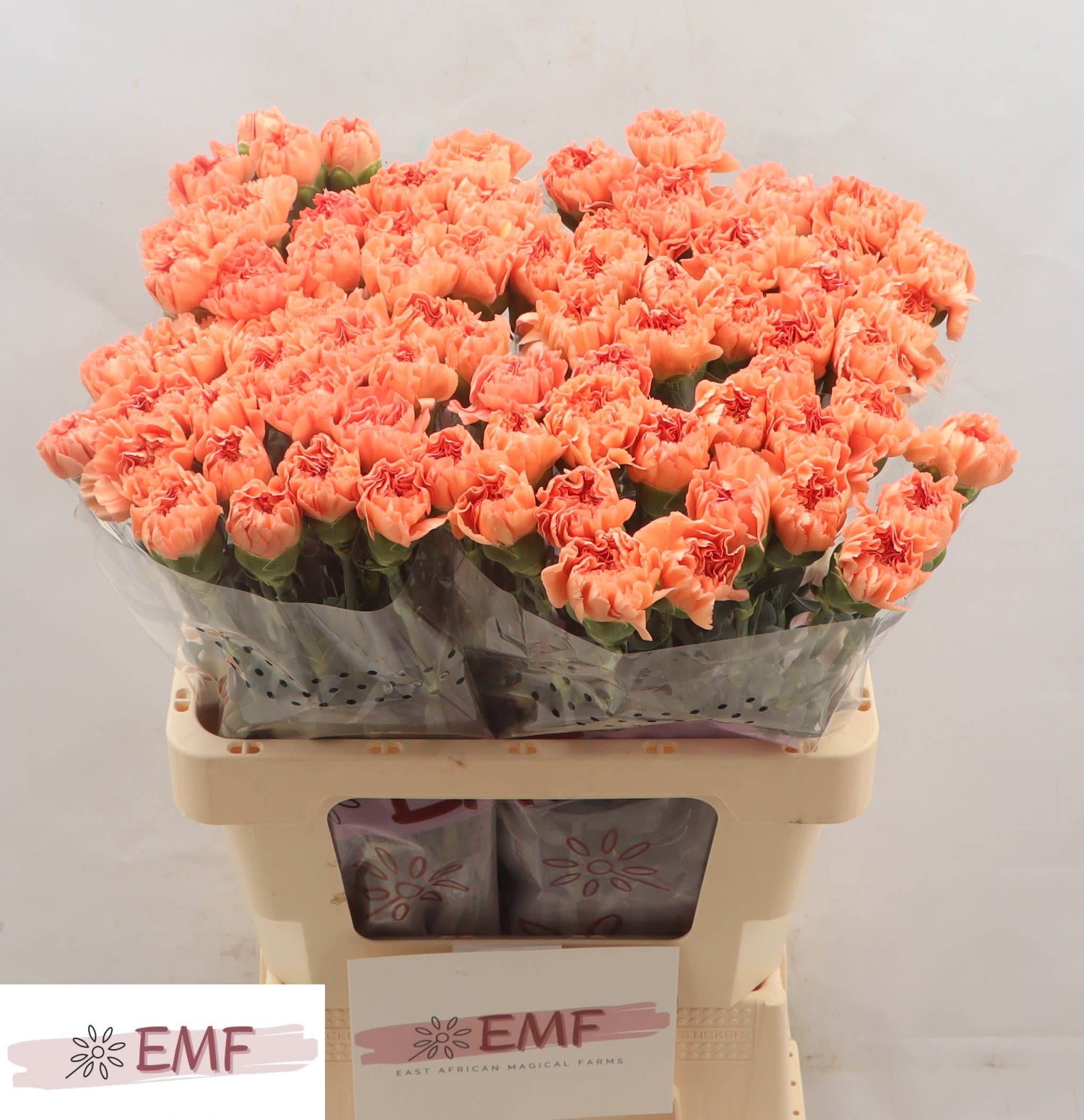 Срезанные цветы оптом Dianthus st megan от 80шт из Голландии с доставкой по России