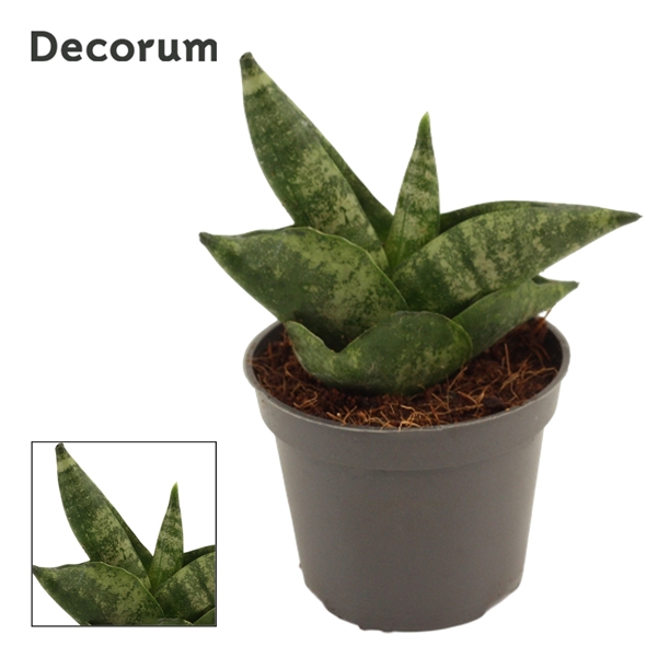 Горшечные цветы и растения оптом Sansevieria Boncellensis (decorum) от 20шт (для телеги) из Голландии с доставкой по России
