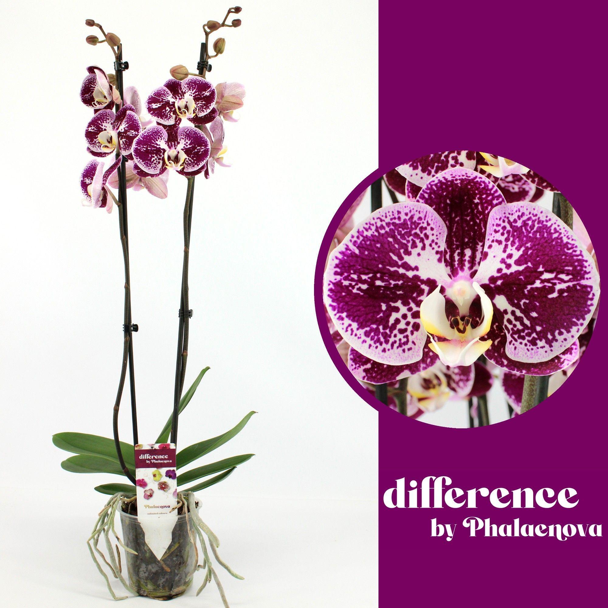 Горшечные цветы и растения оптом Phal 2st Compilation 14+ (phalaenova) от 10шт из Голландии с доставкой по России