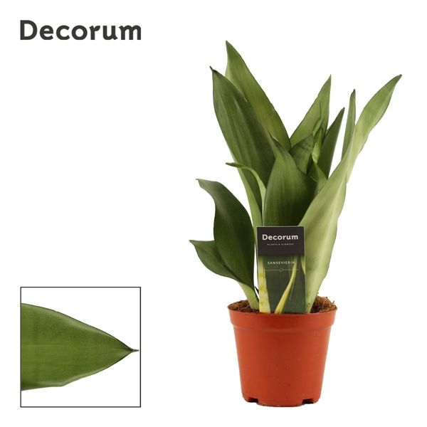 Горшечные цветы и растения оптом Sansevieria Moonshine (decorum) от 10шт из Голландии с доставкой по России