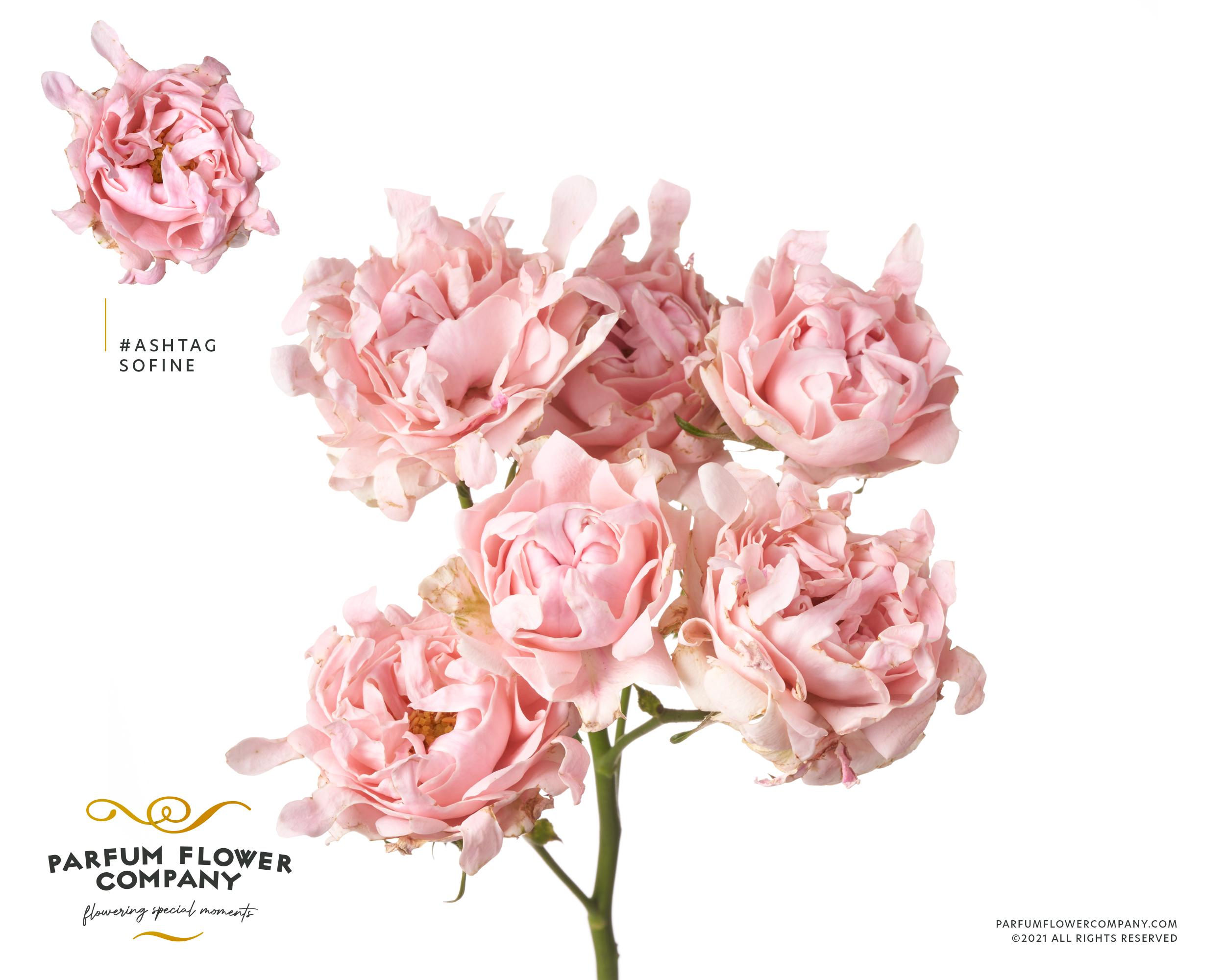 Срезанные цветы оптом Rosa spray hashtags so fine от 12шт из Голландии с доставкой по России