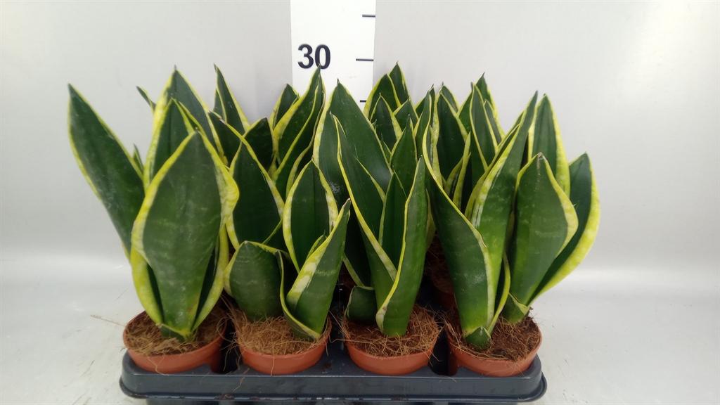 Горшечные цветы и растения оптом Sansevieria Trifa. ... от 12шт (для телеги) из Голландии с доставкой по России