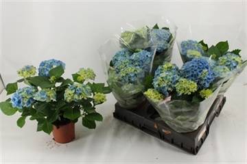 Горшечные цветы и растения оптом Hydrangea Macr. Hi River от 5шт из Голландии с доставкой по России