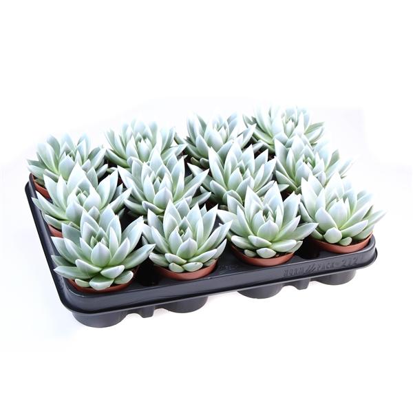 Горшечные цветы и растения оптом Echeveria Miranda White Tips от 12шт (для телеги) из Голландии с доставкой по России