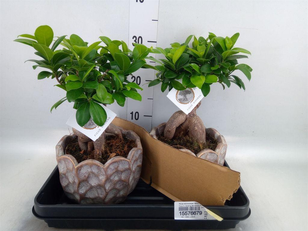 Горшечные цветы и растения оптом Ficus Ginseng от 2шт из Голландии с доставкой по России