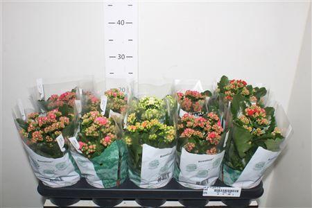 Горшечные цветы и растения оптом Kal Ge Ro Gem 5 Kl 12cm Pot от 10шт из Голландии с доставкой по России