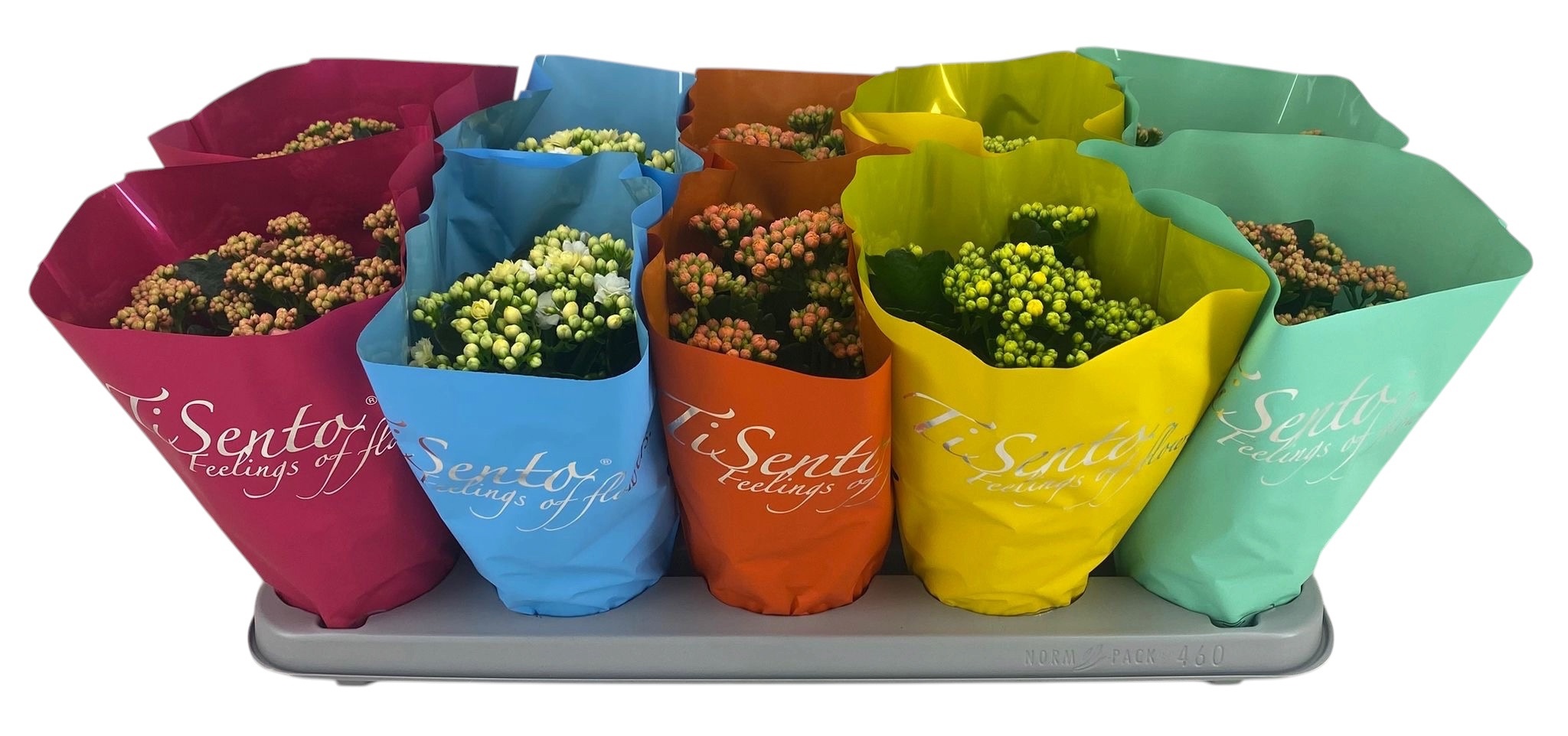 Горшечные цветы и растения оптом Kal Ge Gem от 10шт''' из Голландии с доставкой по России