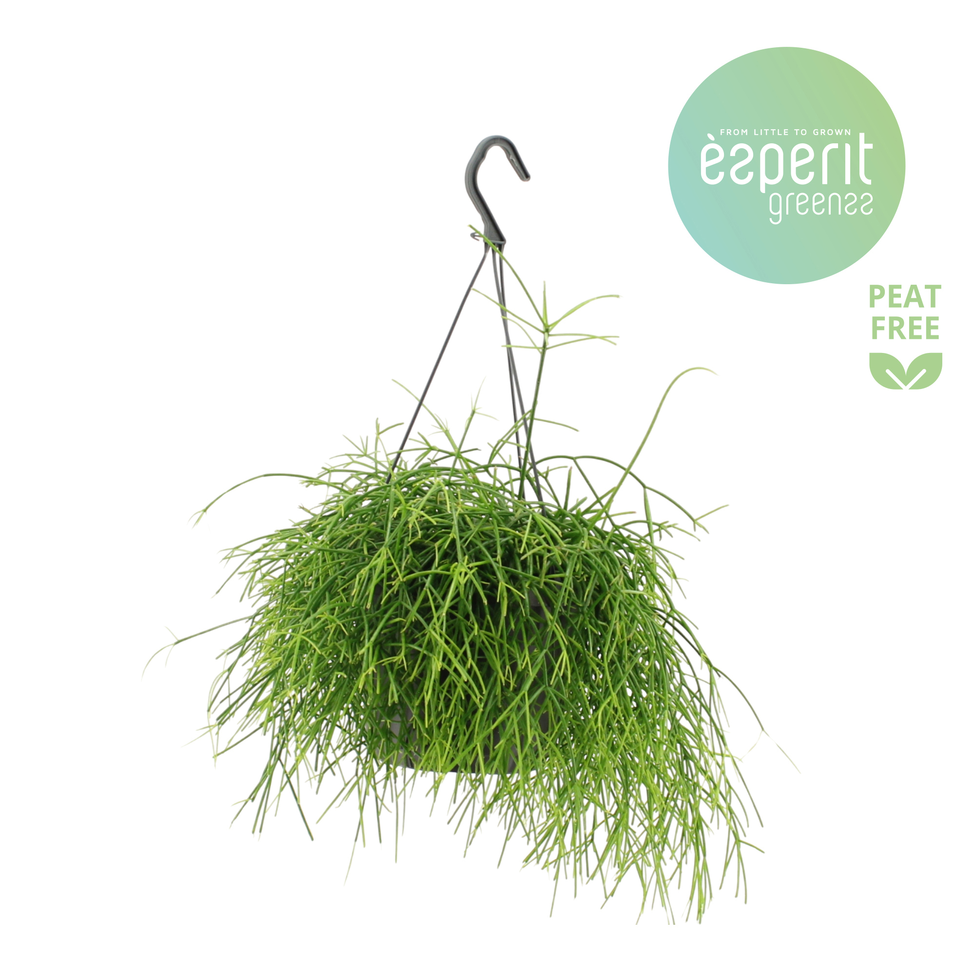 Горшечные цветы и растения оптом Rhipsalis Oasis Hangpot от 6шт из Голландии с доставкой по России