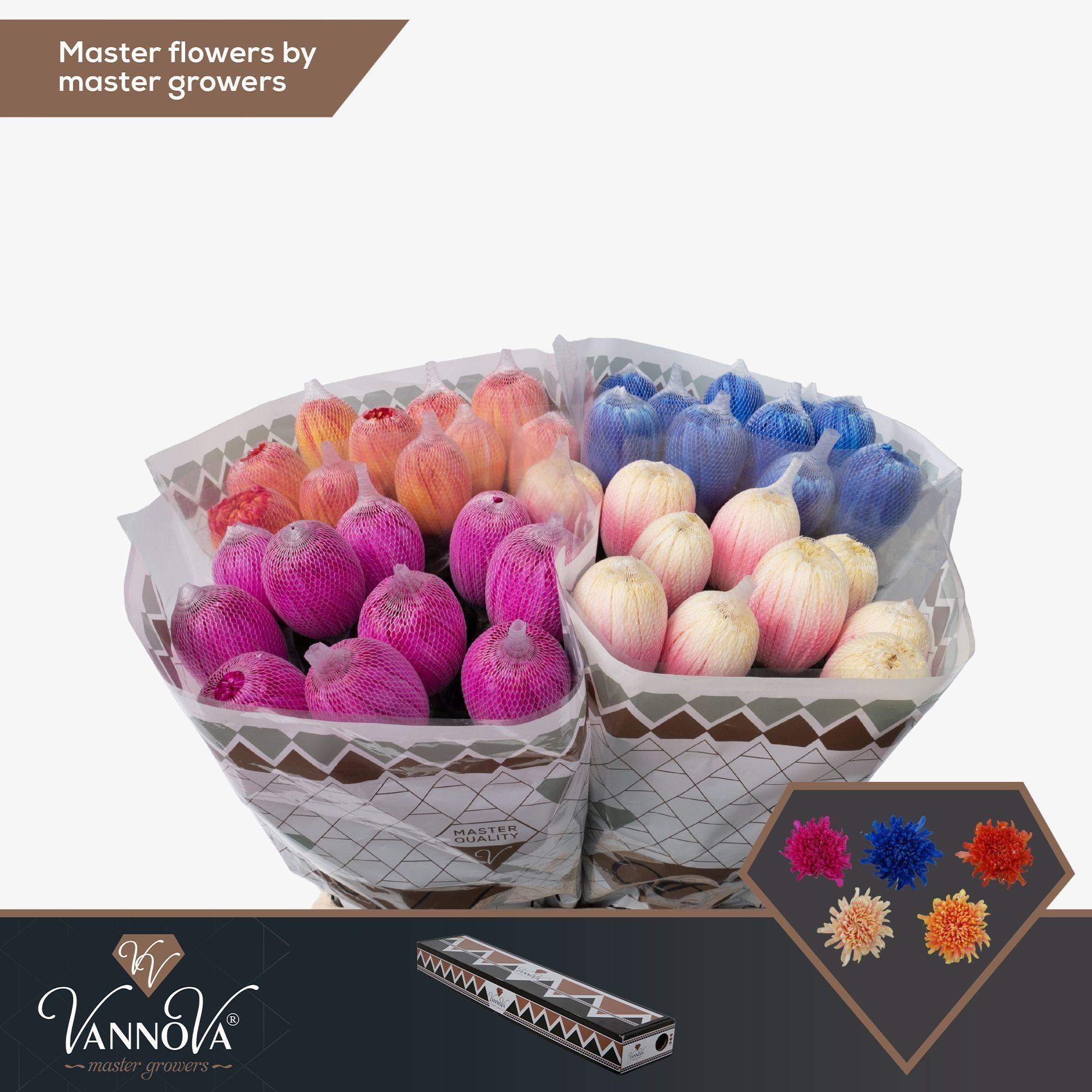 Срезанные цветы оптом Chrys bl paint antonov mix in bucket от 20шт из Голландии с доставкой по России