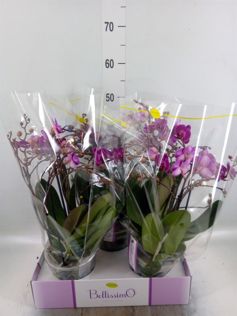 Горшечные цветы и растения оптом Phalaenopsis Multi.   ...lilac от 3шт из Голландии с доставкой по России