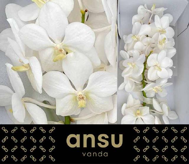 Срезанные цветы оптом Vanda opal white от 25шт из Голландии с доставкой по России
