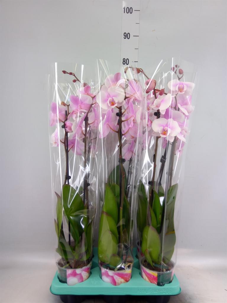 Горшечные цветы и растения оптом Phalaenopsis   ...rose от 6шт из Голландии с доставкой по России