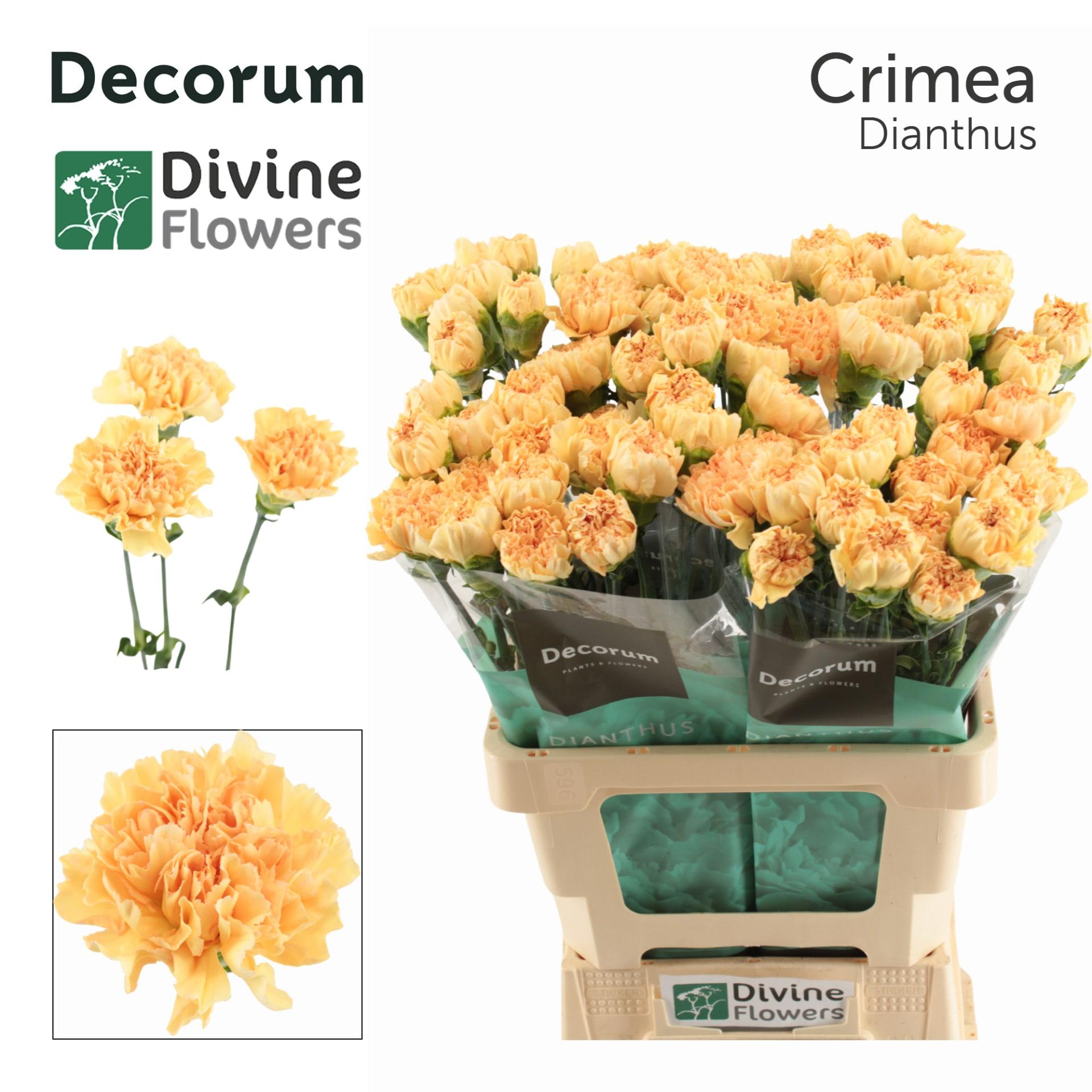 Срезанные цветы оптом Dianthus st crimea от 80шт из Голландии с доставкой по России