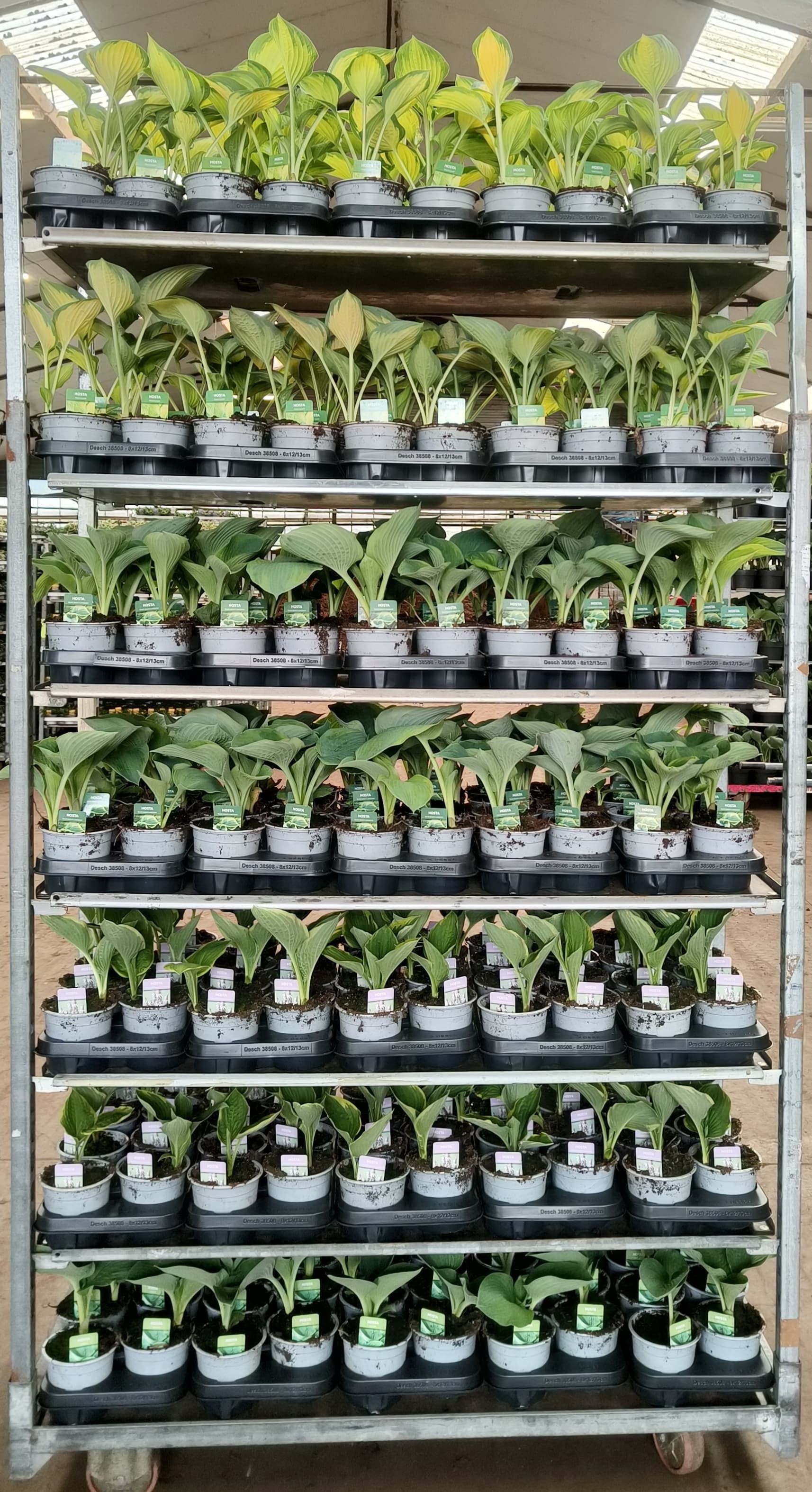 Горшечные цветы и растения оптом Host Ov от 8шт из Голландии с доставкой по России