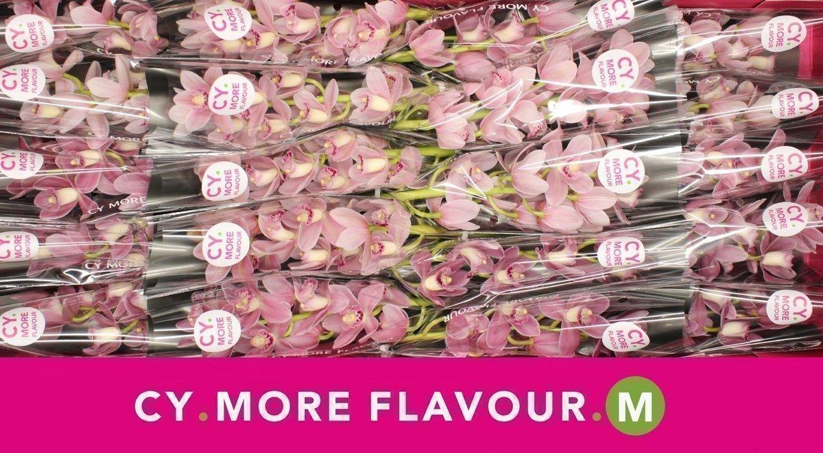 Срезанные цветы оптом Minicymbidium solo от 20шт из Голландии с доставкой по России