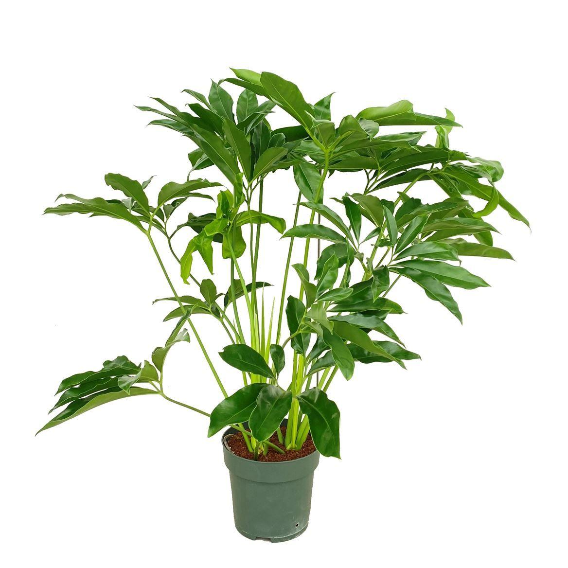 Горшечные цветы и растения оптом Philodendron Fun Bun от 1шт из Голландии с доставкой по России