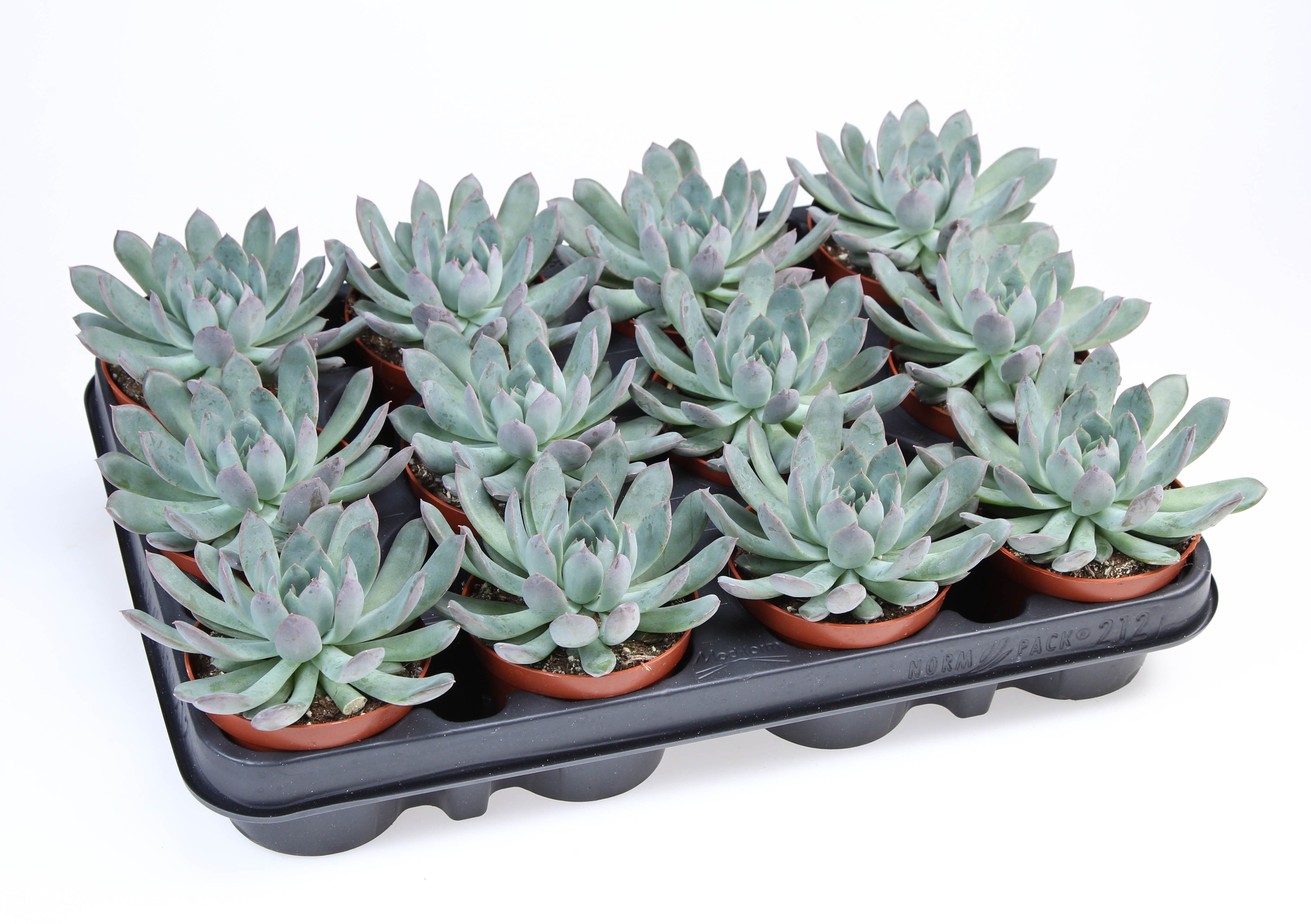 Горшечные цветы и растения оптом Echeveria Pulidonis от 12шт (для телеги) из Голландии с доставкой по России