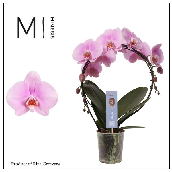 Горшечные цветы и растения оптом Phal Moon Pink Bigflower 16+ (orchid Growers) от 4шт из Голландии с доставкой по России