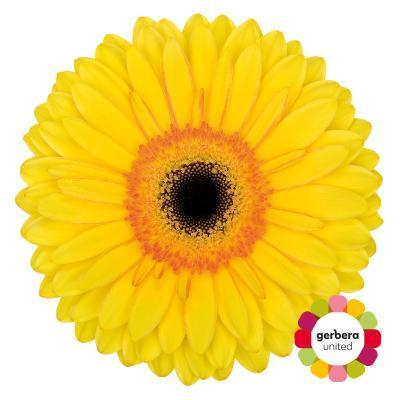 Срезанные цветы оптом Gerbera diamond apollo от 30шт из Голландии с доставкой по России