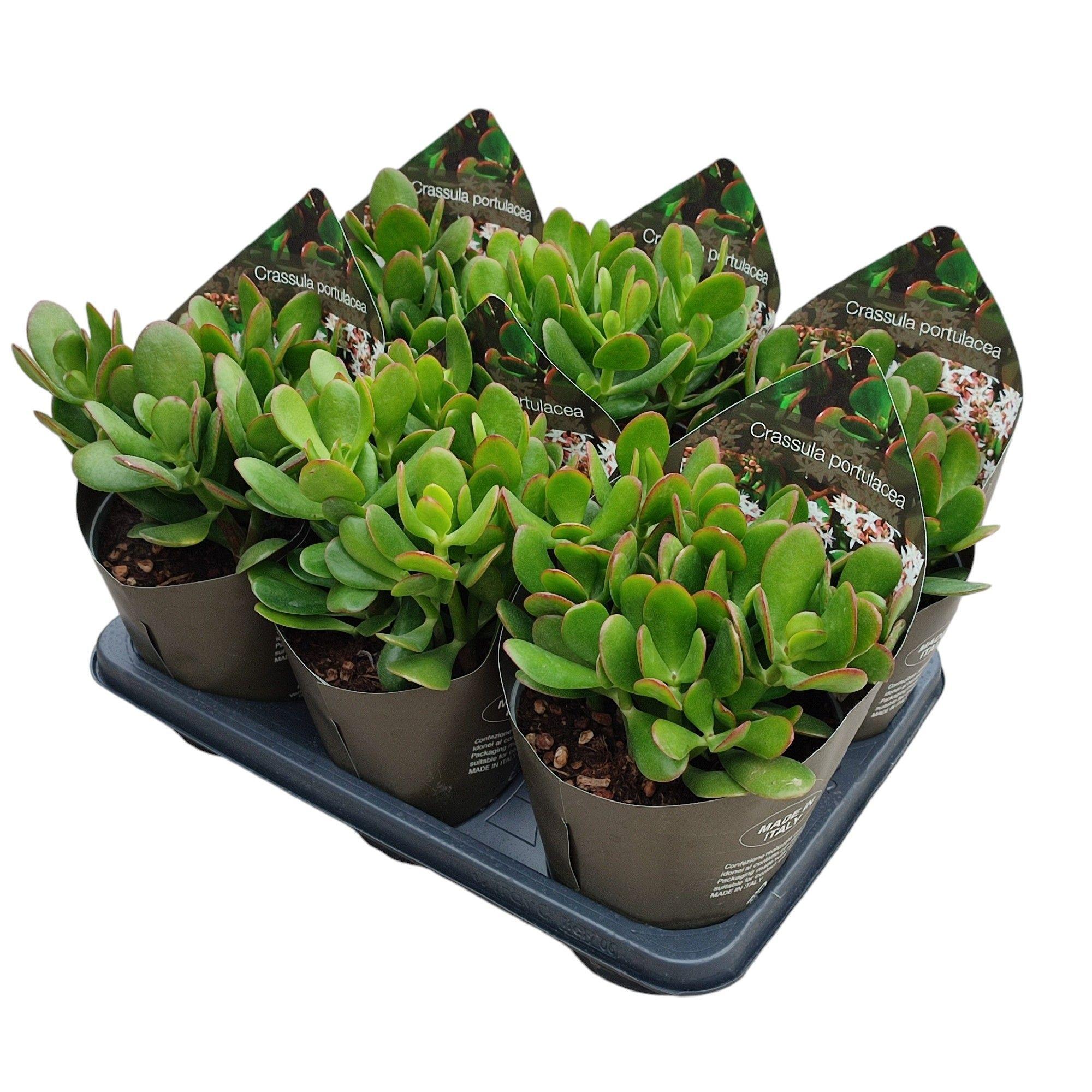 Горшечные цветы и растения оптом Crassula Portulacea Potcover от 6шт из Голландии с доставкой по России