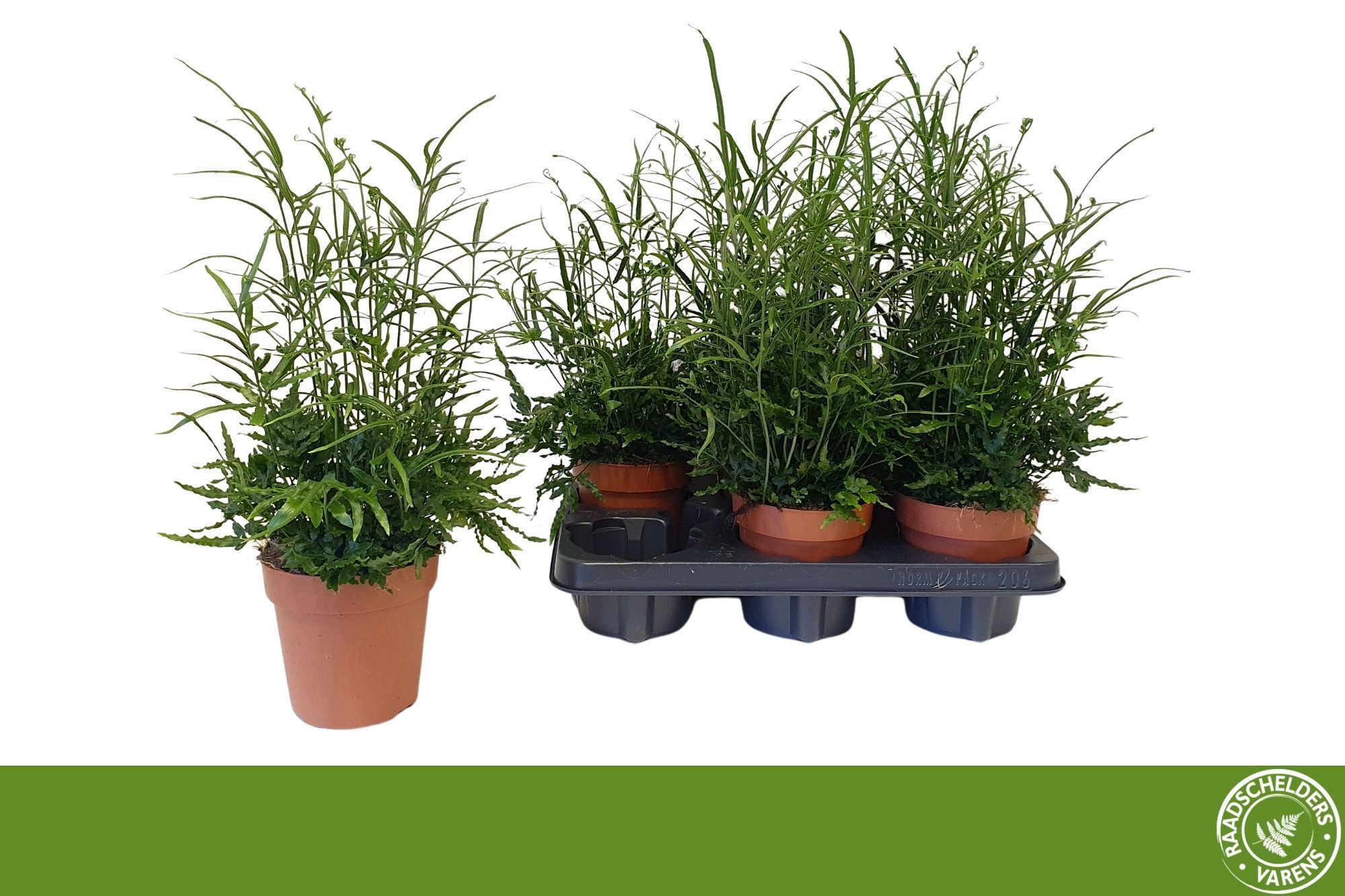 Горшечные цветы и растения оптом Pteris Ensiformis от 6шт из Голландии с доставкой по России