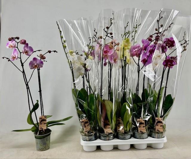 Горшечные цветы и растения оптом Phal Gem от 10шт из Голландии с доставкой по России