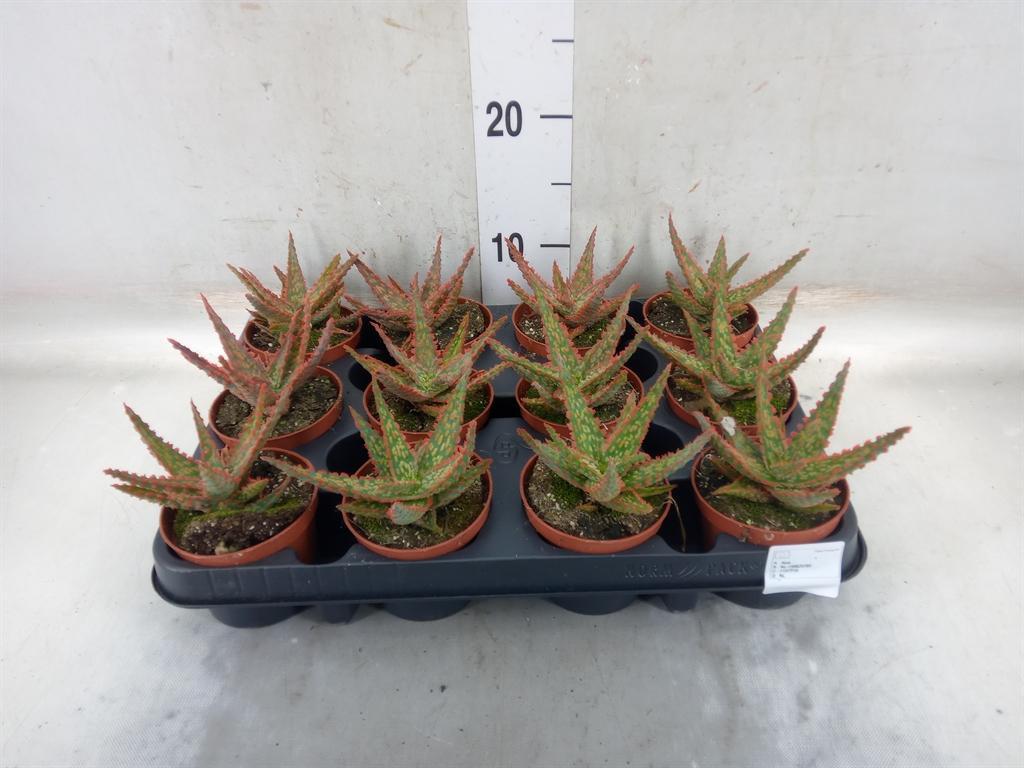 Горшечные цветы и растения оптом Aloe   ... от 12шт (для телеги) из Голландии с доставкой по России