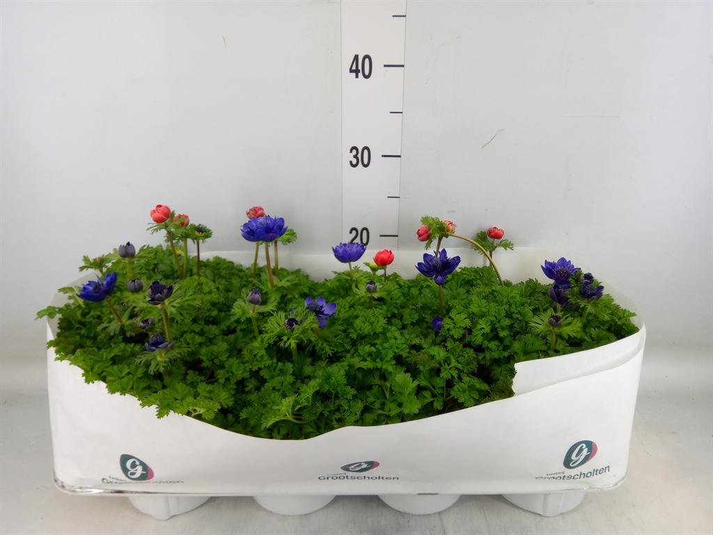 Горшечные цветы и растения оптом Anemone   ...mix от 8шт из Голландии с доставкой по России