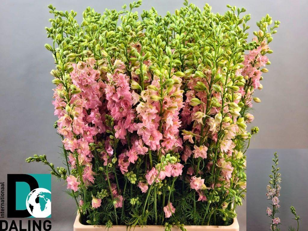 Срезанные цветы оптом Delphinium qis light pink (consolida) от 120шт из Голландии с доставкой по России