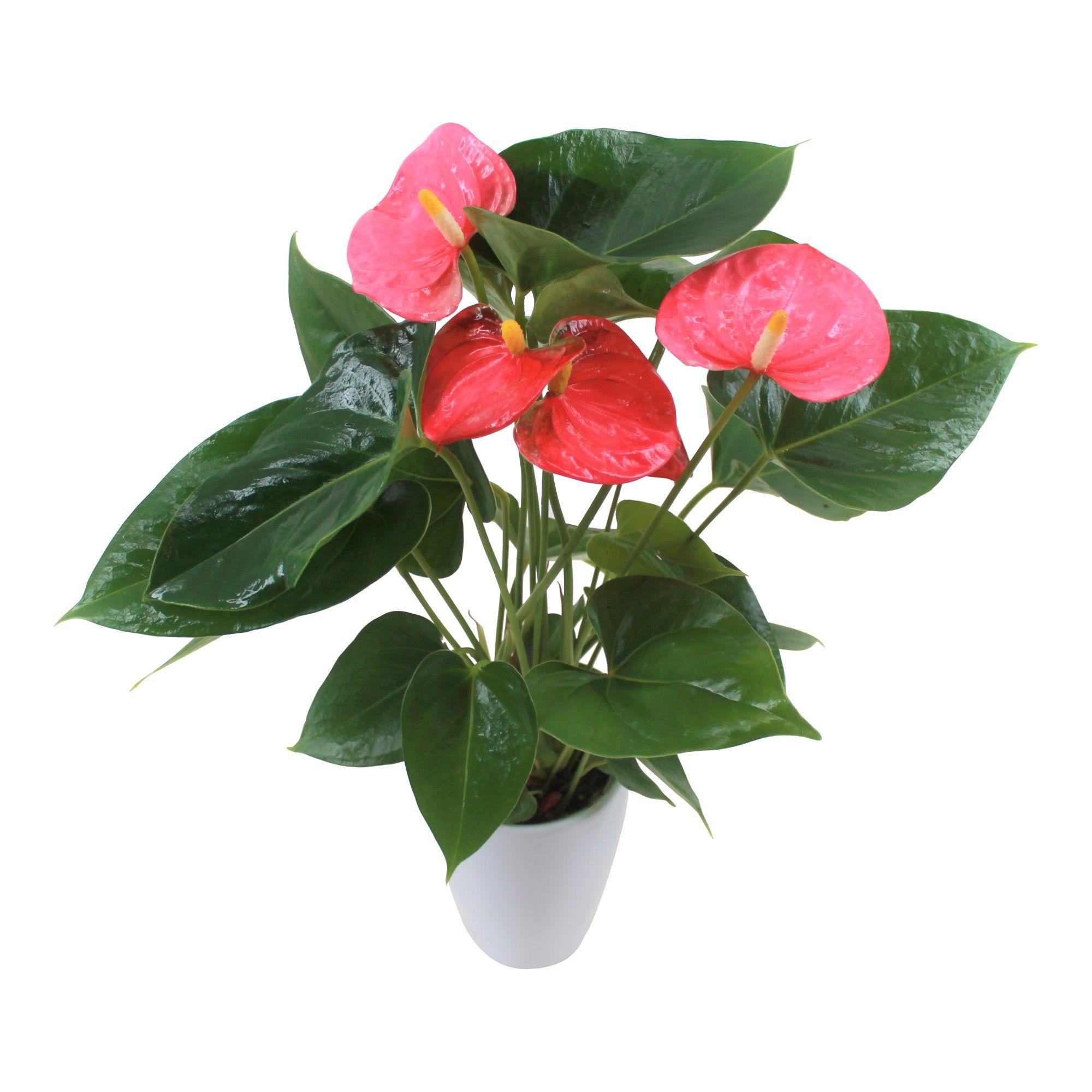 Горшечные цветы и растения оптом Anth An Arisa Pink 3+ In Ceramic от 12шт (для телеги) из Голландии с доставкой по России