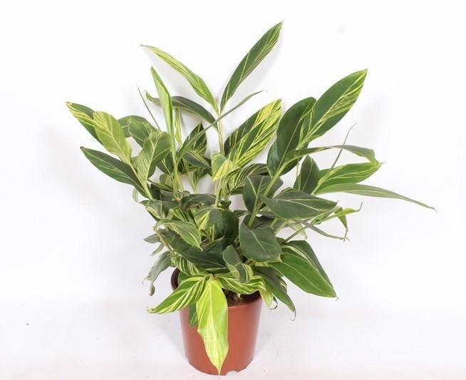 Горшечные цветы и растения оптом Alpinia Zerumbet Variegata от 1шт из Голландии с доставкой по России