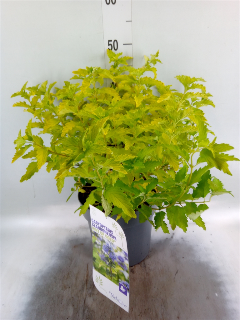 Горшечные цветы и растения оптом Caryopteris   ... от 1шт из Голландии с доставкой по России
