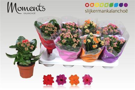 Горшечные цветы и растения оптом Kal Cal Moments Mix от 8шт из Голландии с доставкой по России