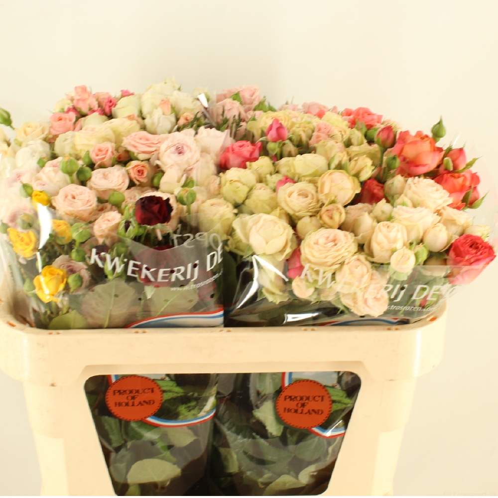 Срезанные цветы оптом Rosa spray mix rainbow (mixbunch) от 40шт из Голландии с доставкой по России