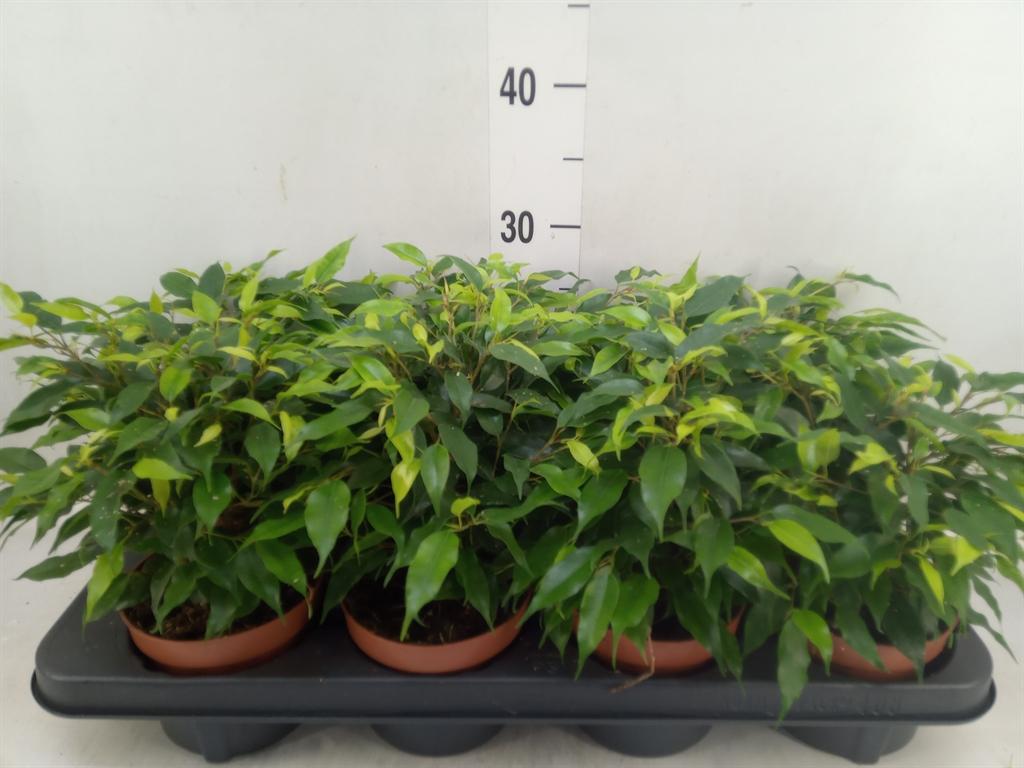 Горшечные цветы и растения оптом Ficus Be Green Kinky от 8шт из Голландии с доставкой по России