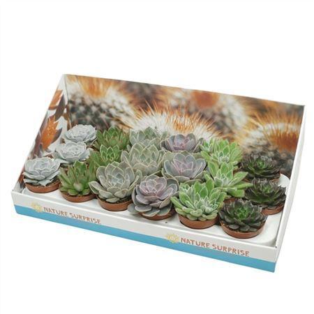 Горшечные цветы и растения оптом Echeveria Gemengd Showdoos от 18шт (для телеги) из Голландии с доставкой по России