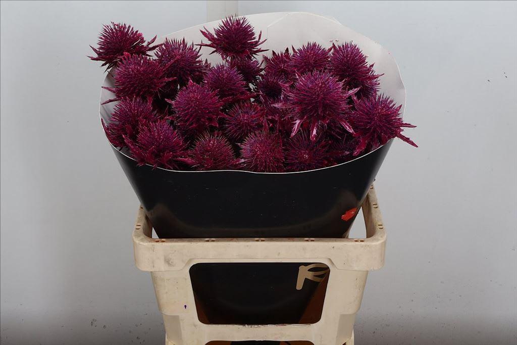 Срезанные цветы оптом Eryngium wax cerise от 10шт из Голландии с доставкой по России