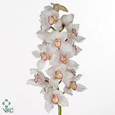 Срезанные цветы оптом Cymbidium white tony от 12шт из Голландии с доставкой по России