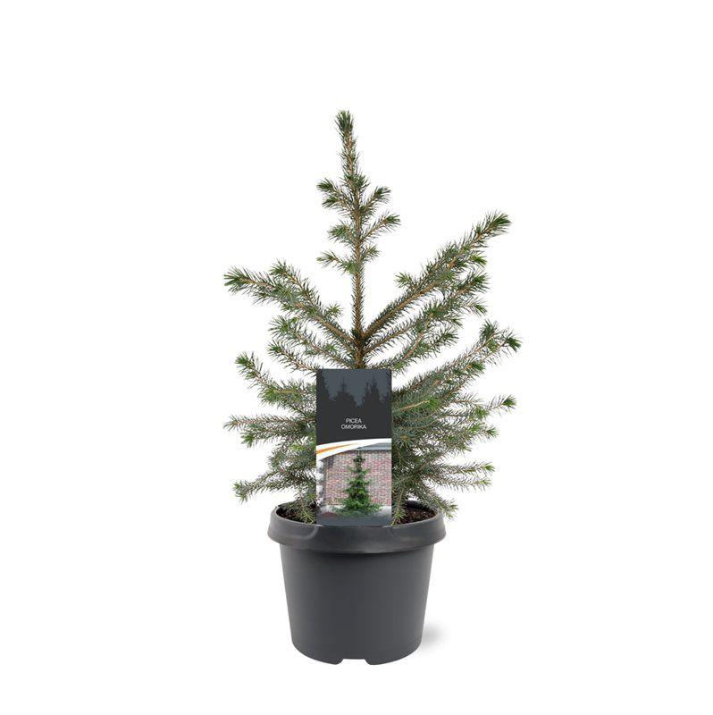 Горшечные цветы и растения оптом Picea Omorika от 1шт из Голландии с доставкой по России
