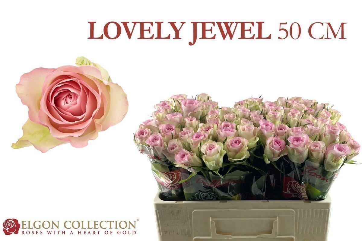 Срезанные цветы оптом Rosa large lovely jewel от 80шт из Голландии с доставкой по России